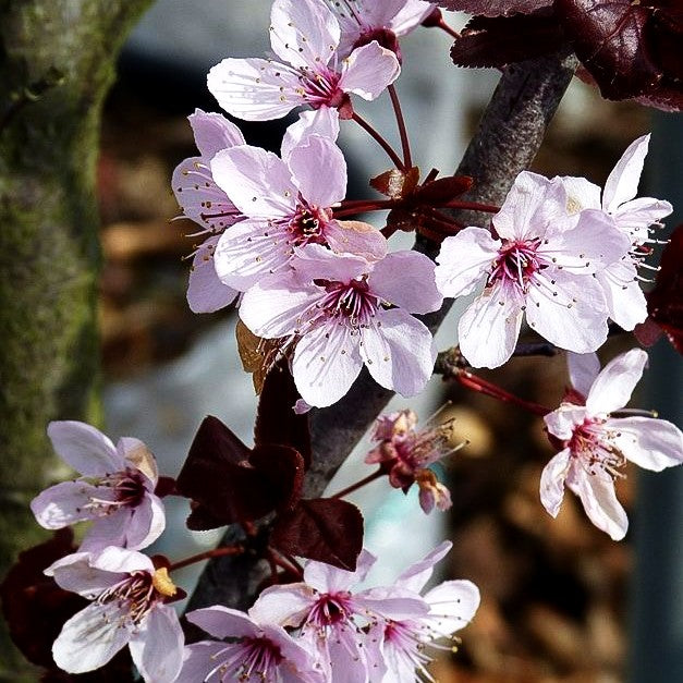 Blut-Pflaume 'Nigra' (Prunus cerasifera)