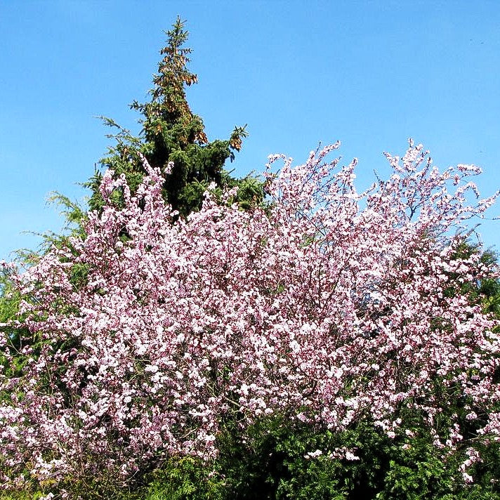 Blut-Pflaume 'Nigra' (Prunus cerasifera)