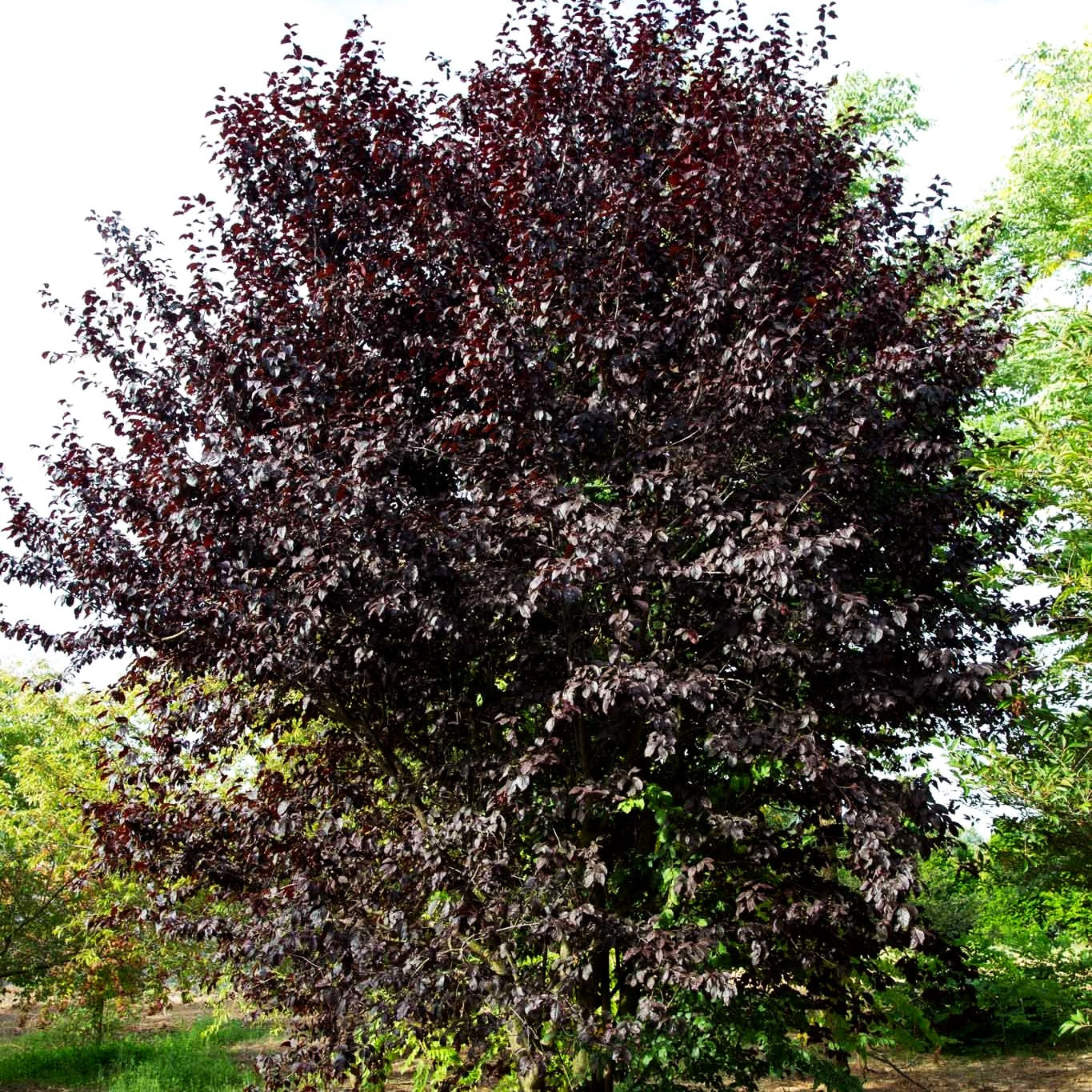 Blut-Pflaume 'Nigra' (Prunus cerasifera)