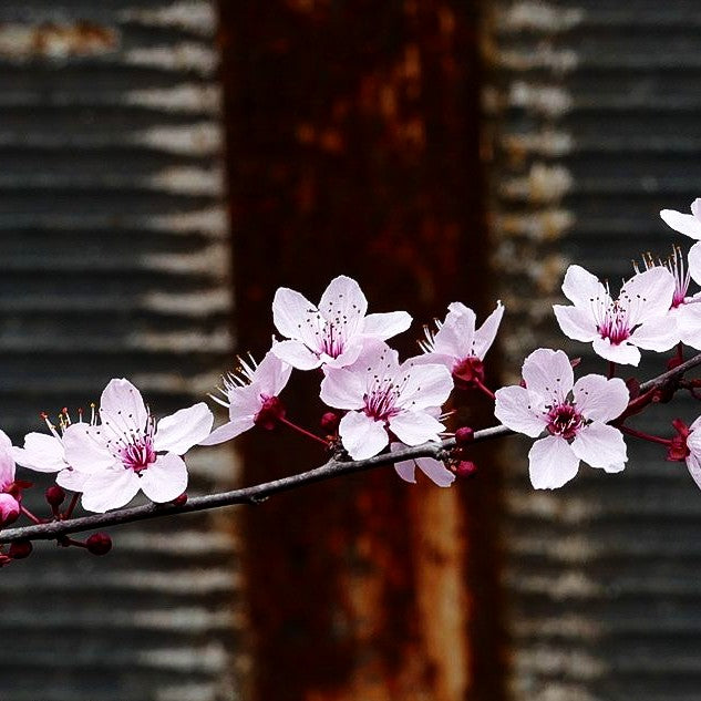 Blut-Pflaume 'Nigra' (Prunus cerasifera)