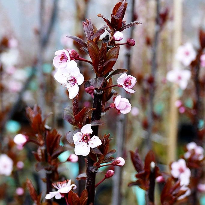 Blut-Pflaume 'Nigra' (Prunus cerasifera)
