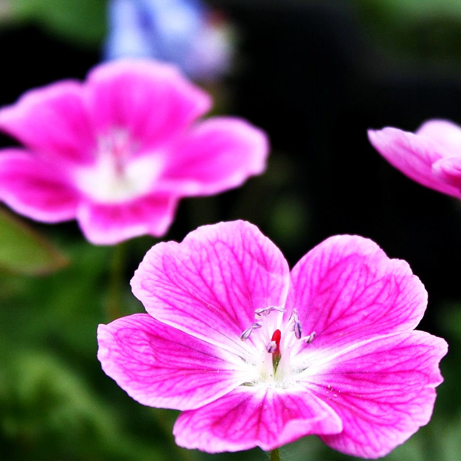 Blut-Storchschnabel 'Elke' (Geranium sanguineum)