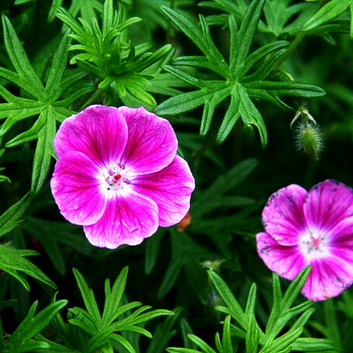 Blut-Storchschnabel 'Elke' (Geranium sanguineum)