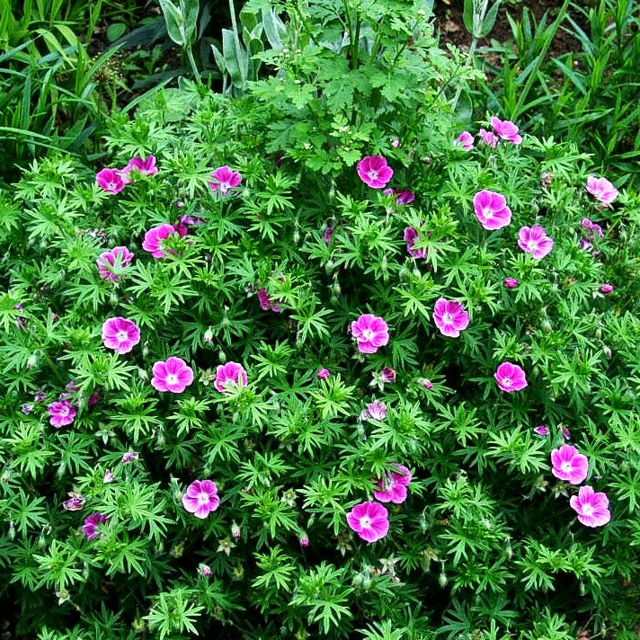 Blut-Storchschnabel 'Elke' (Geranium sanguineum)