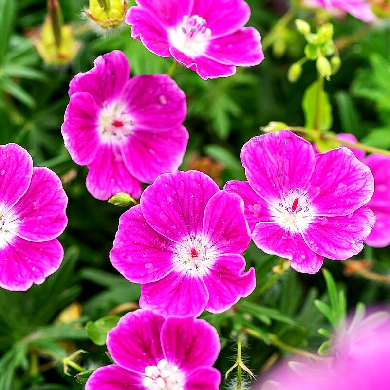 Blut-Storchschnabel 'Elke' (Geranium sanguineum)