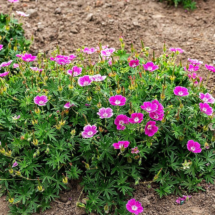 Blut-Storchschnabel 'Elke' (Geranium sanguineum)