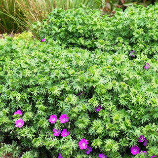 Blut-Storchschnabel (Geranium sanguineum)