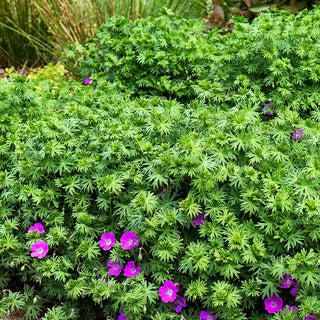 Blut-Storchschnabel (Geranium sanguineum)