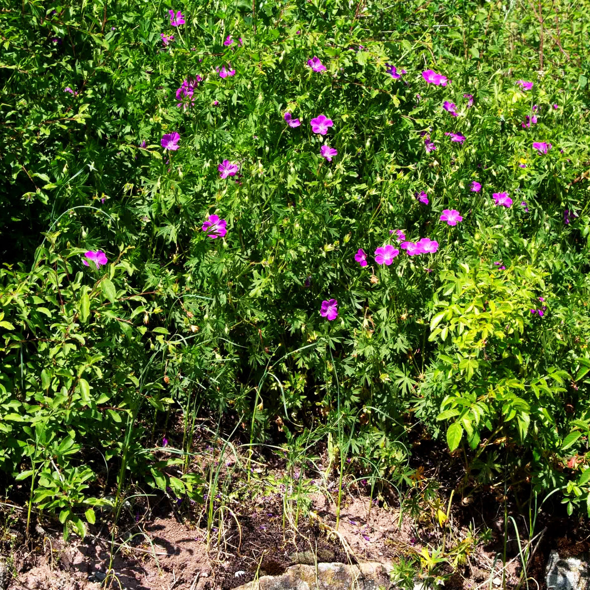 Blut-Storchschnabel (Geranium sanguineum)