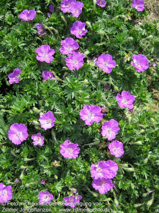 Blut-Storchschnabel 'Max Frei' (Geranium sanguineum)