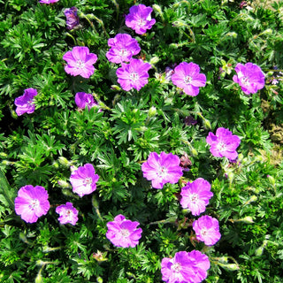 Blut-Storchschnabel 'Max Frei' (Geranium sanguineum)