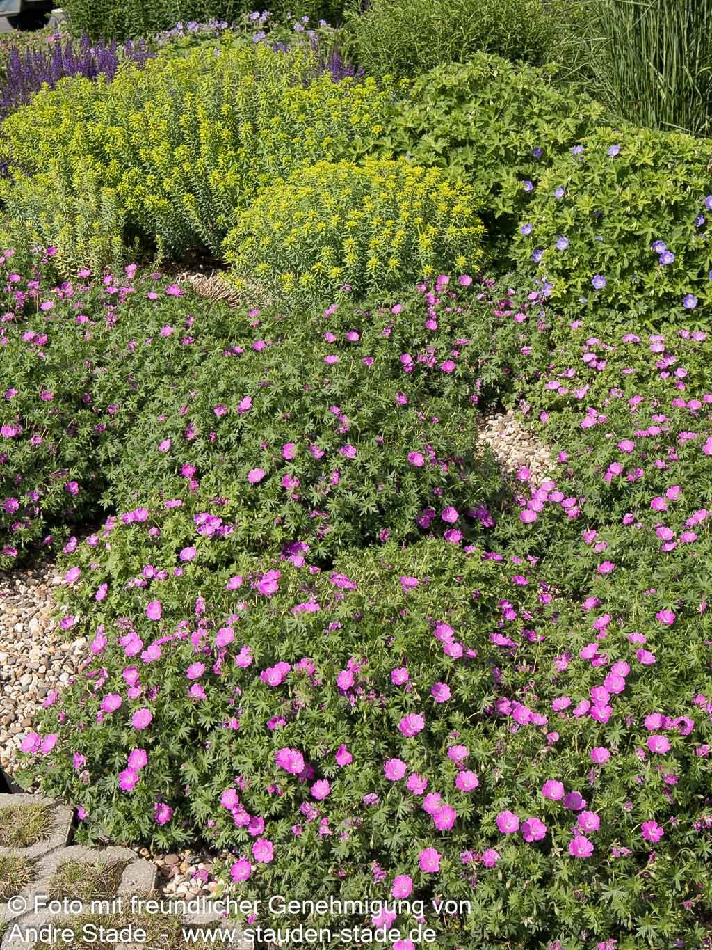 Blut-Storchschnabel 'Max Frei' (Geranium sanguineum)
