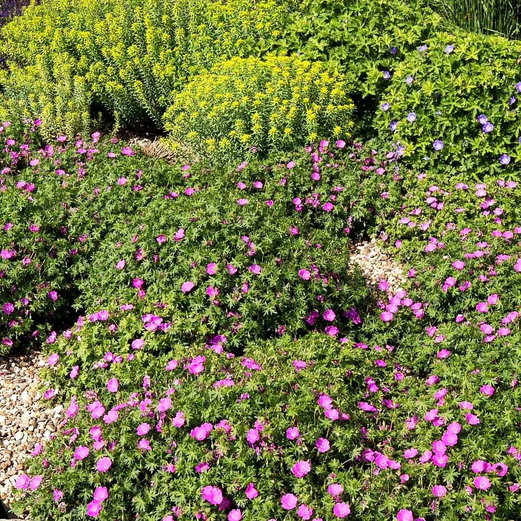 Blut-Storchschnabel 'Max Frei' (Geranium sanguineum)