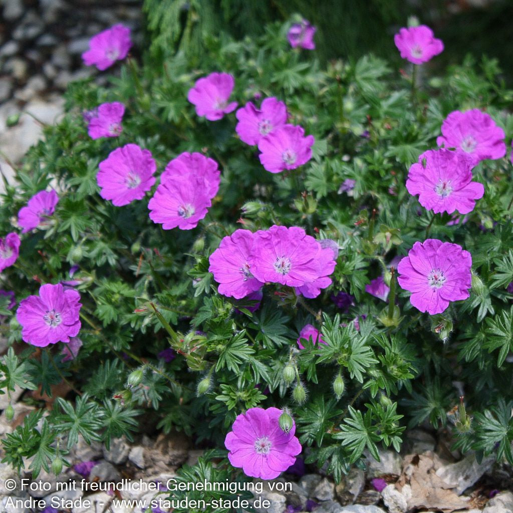 Blut-Storchschnabel 'Max Frei' (Geranium sanguineum)