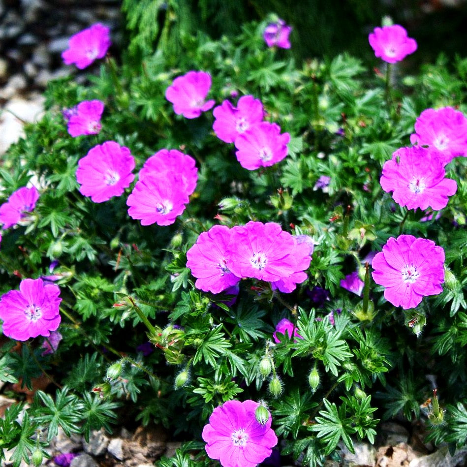 Blut-Storchschnabel 'Max Frei' (Geranium sanguineum)