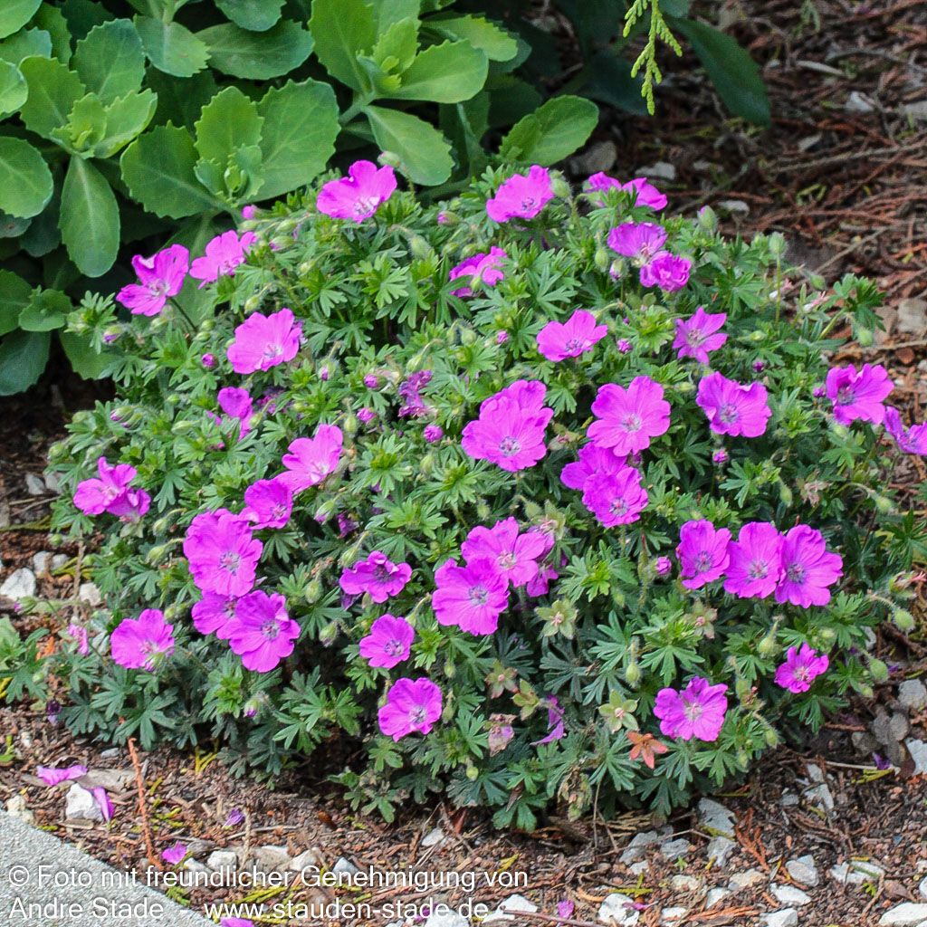 Blut-Storchschnabel 'Max Frei' (Geranium sanguineum)