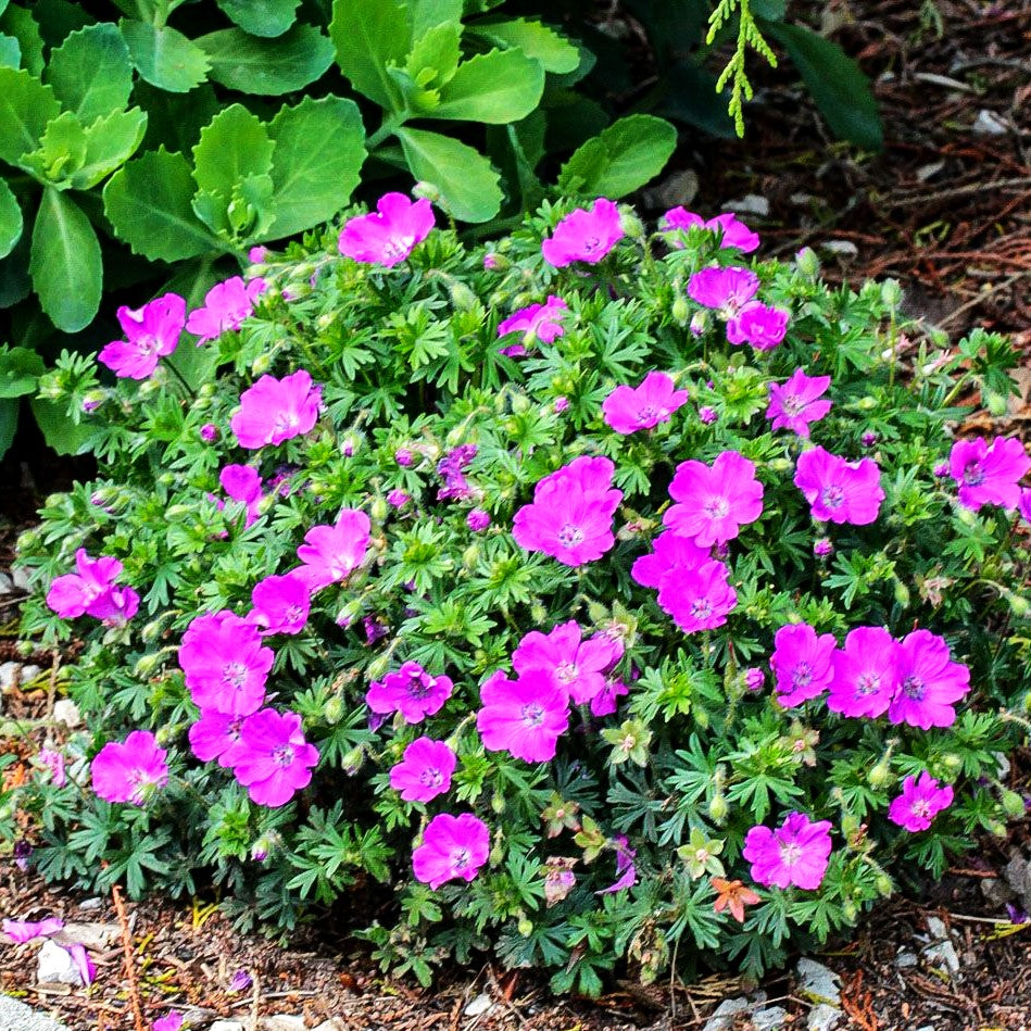 Blut-Storchschnabel 'Max Frei' (Geranium sanguineum)