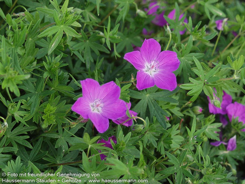 Blut-Storchschnabel 'Max Frei' (Geranium sanguineum)