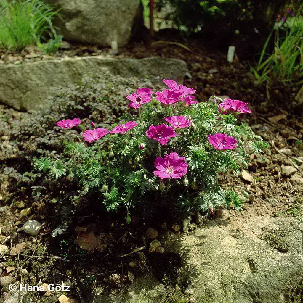 Blut-Storchschnabel 'Max Frei' (Geranium sanguineum)
