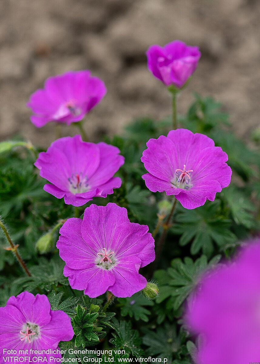 Blut-Storchschnabel 'Max Frei' (Geranium sanguineum)