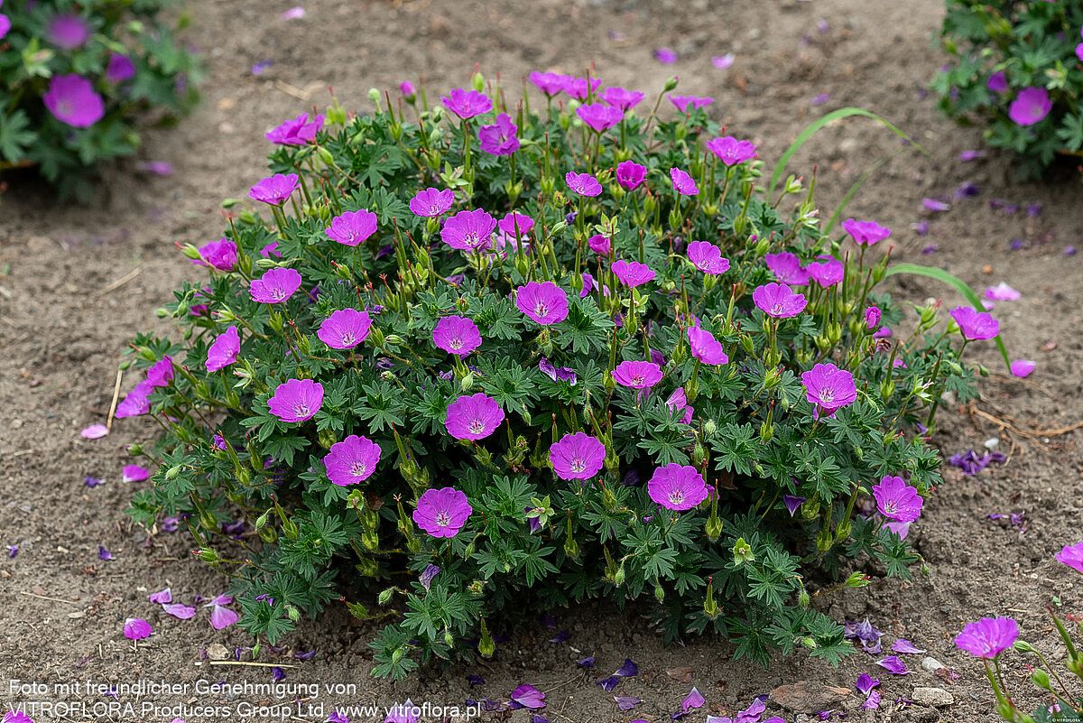 Blut-Storchschnabel 'Max Frei' (Geranium sanguineum)