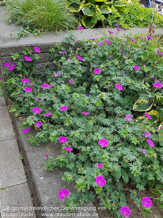Blut-Storchschnabel 'Tiny Monster' (Geranium sanguineum)