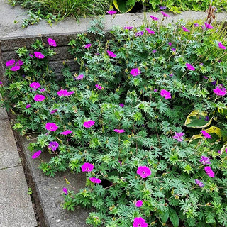 Blut-Storchschnabel 'Tiny Monster' (Geranium sanguineum)