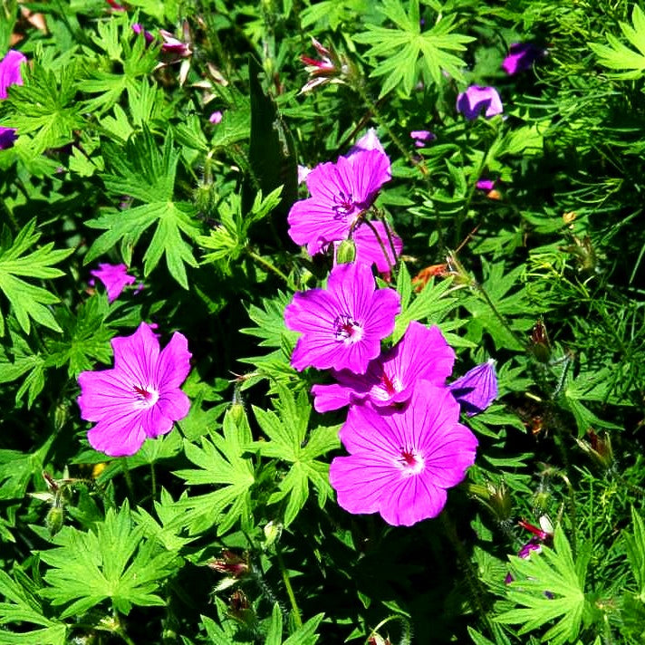 Blut-Storchschnabel 'Tiny Monster' (Geranium sanguineum)