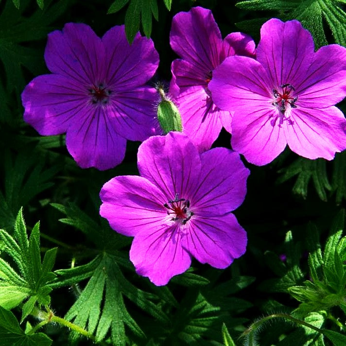 Blut-Storchschnabel 'Tiny Monster' (Geranium sanguineum)