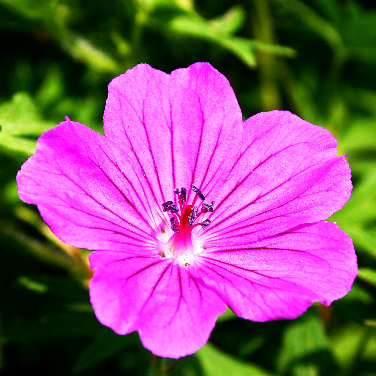 Blut-Storchschnabel 'Tiny Monster' (Geranium sanguineum)