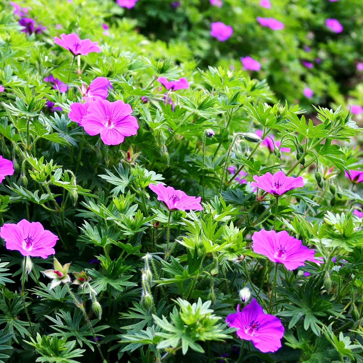 Blut-Storchschnabel 'Tiny Monster' (Geranium sanguineum)