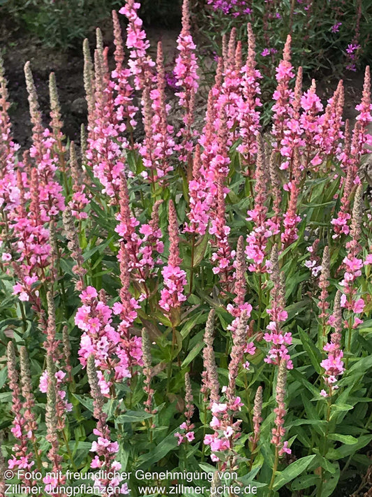 Blut-Weiderich 'Blush' (Lythrum salicaria)