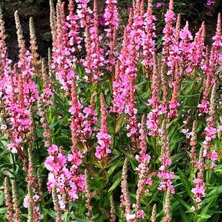 Blut-Weiderich 'Blush' (Lythrum salicaria)