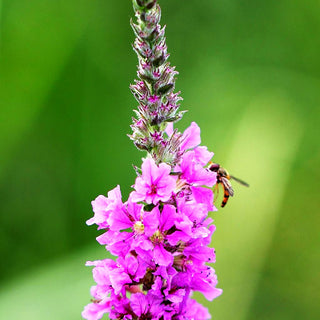 Blut-Weiderich (Lythrum salicaria)