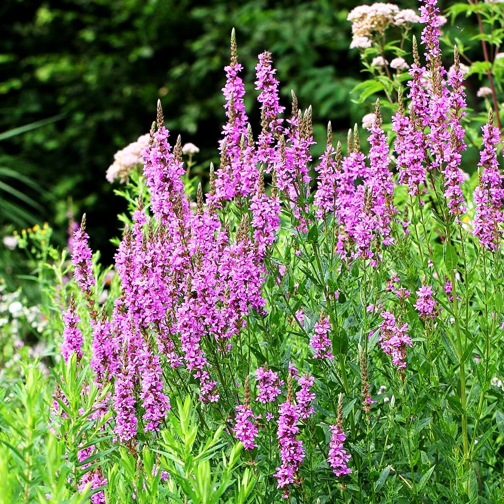 Blut-Weiderich (Lythrum salicaria)