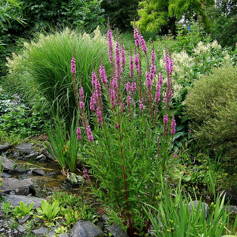 Blut-Weiderich (Lythrum salicaria)