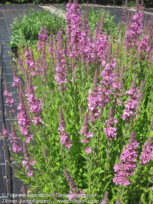 Blut-Weiderich 'Morden Pink' (Lythrum salicaria)