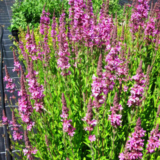 Blut-Weiderich 'Morden Pink' (Lythrum salicaria)