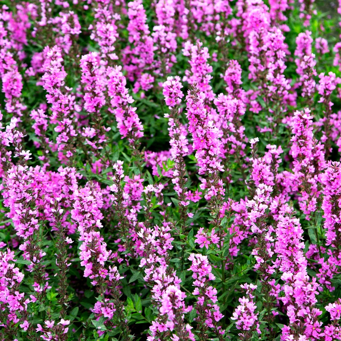 Blut-Weiderich 'Morden Pink' (Lythrum salicaria)