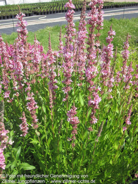 Blut-Weiderich 'Pink Tails' (Lythrum salicaria JS)