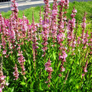 Blut-Weiderich 'Pink Tails' (Lythrum salicaria JS)