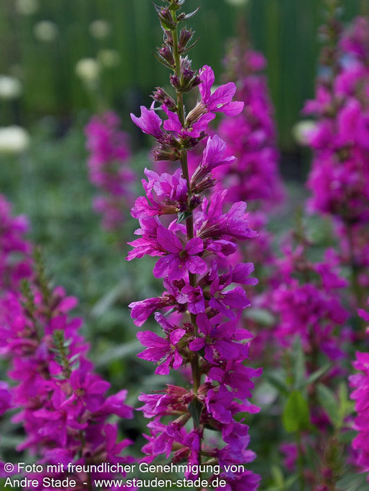 Blut-Weiderich 'Robert' (Lythrum salicaria)