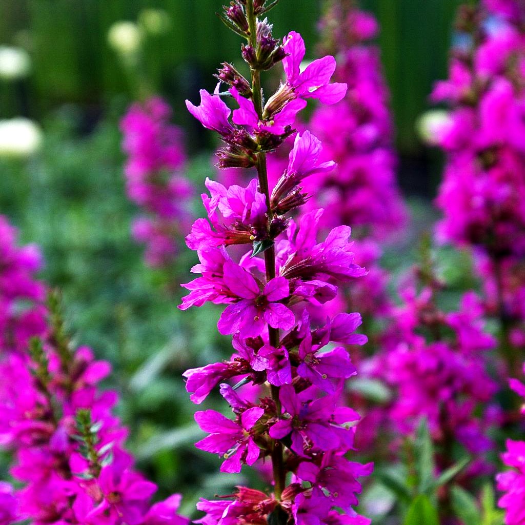Blut-Weiderich 'Robert' (Lythrum salicaria)