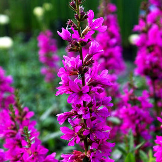Blut-Weiderich 'Robert' (Lythrum salicaria)