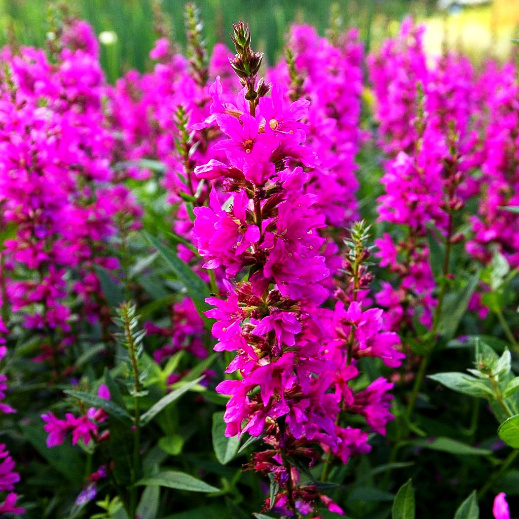 Blut-Weiderich 'Robert' (Lythrum salicaria)