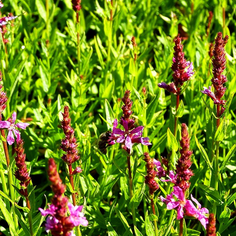 Blut-Weiderich 'Robert' (Lythrum salicaria)