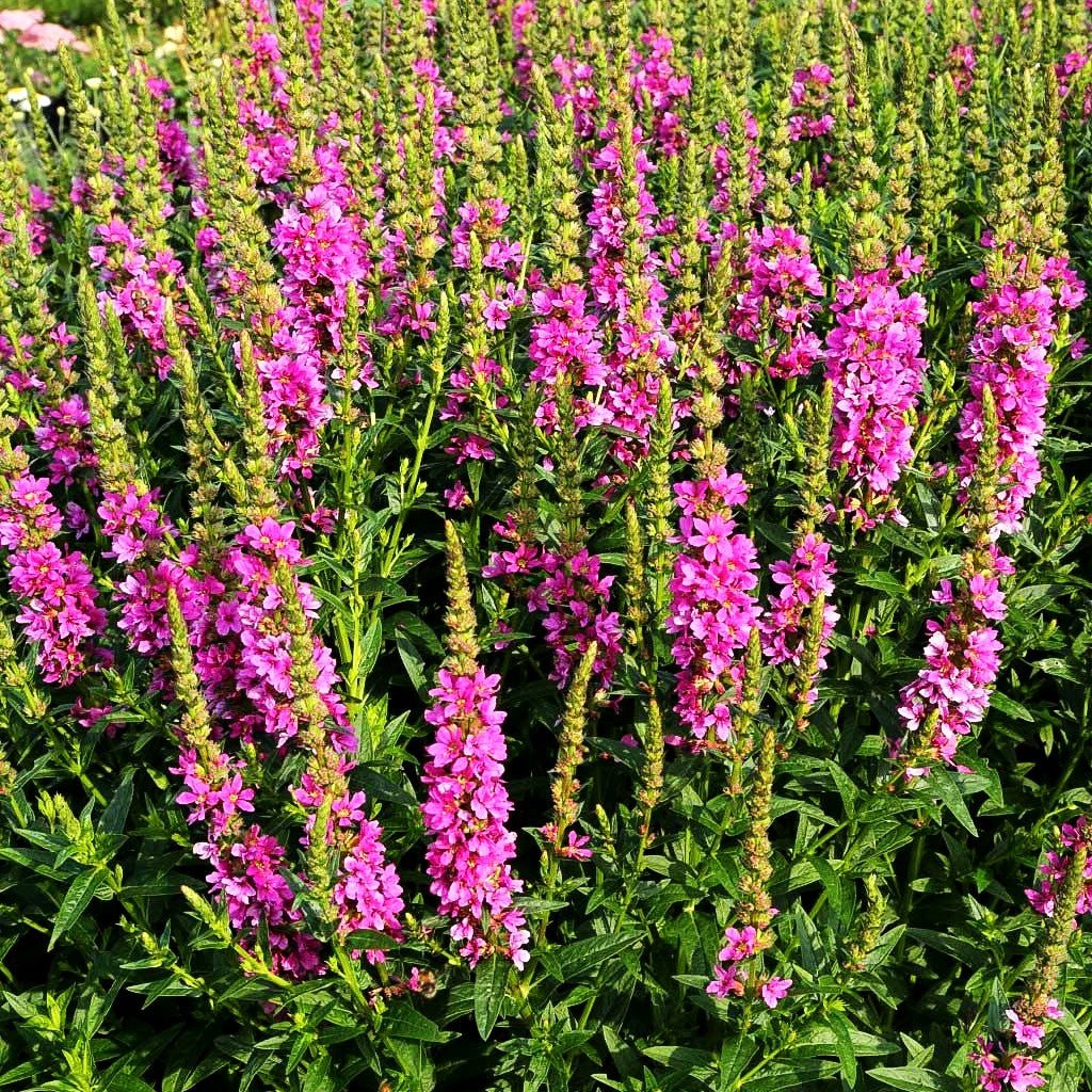 Blut-Weiderich 'Robert' (Lythrum salicaria)