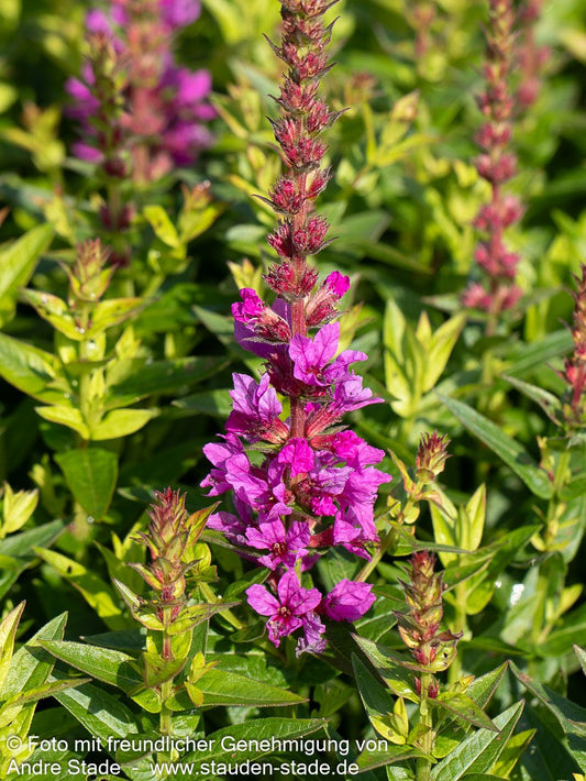 Blut-Weiderich 'Robin' (Lythrum salicaria)