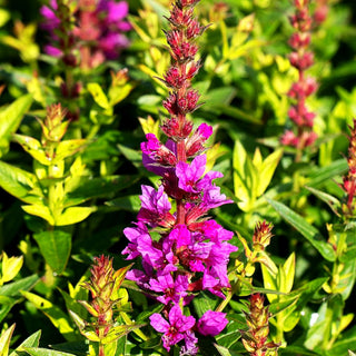 Blut-Weiderich 'Robin' (Lythrum salicaria)