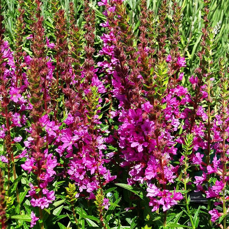 Blut-Weiderich 'Robin' (Lythrum salicaria)